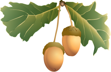Acorn PNG images, free, acorns