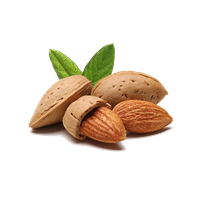 Almond PNG