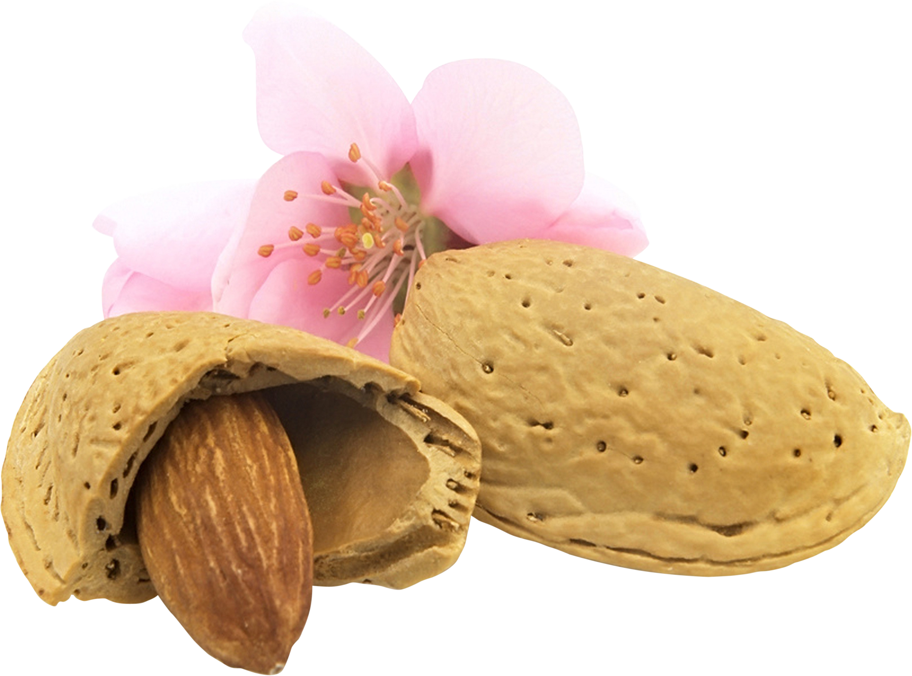 Almond PNG images Download