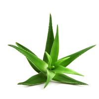 Aloe vera PNG