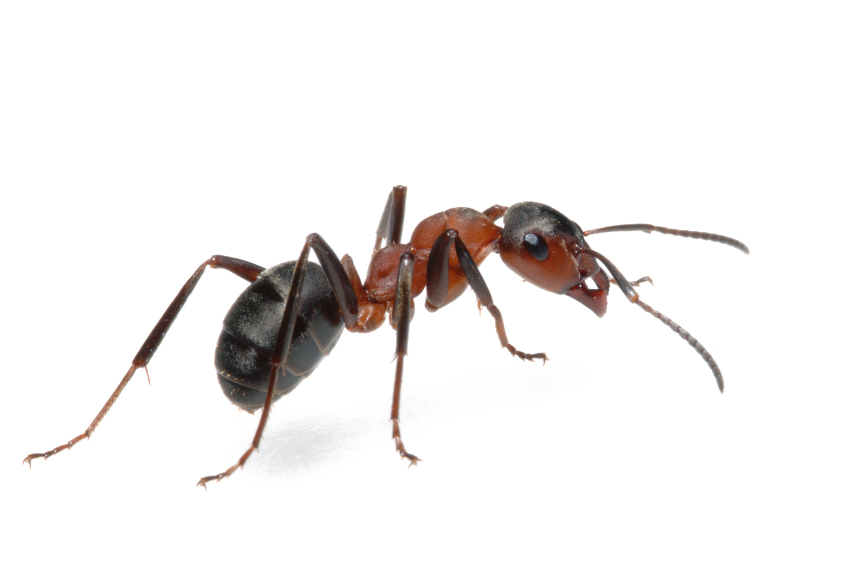 Hormiga PNG