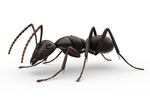 Ants PNG images Download 