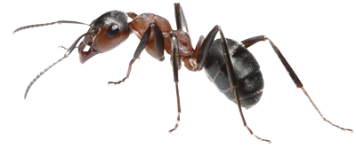 Ants PNG images Download 