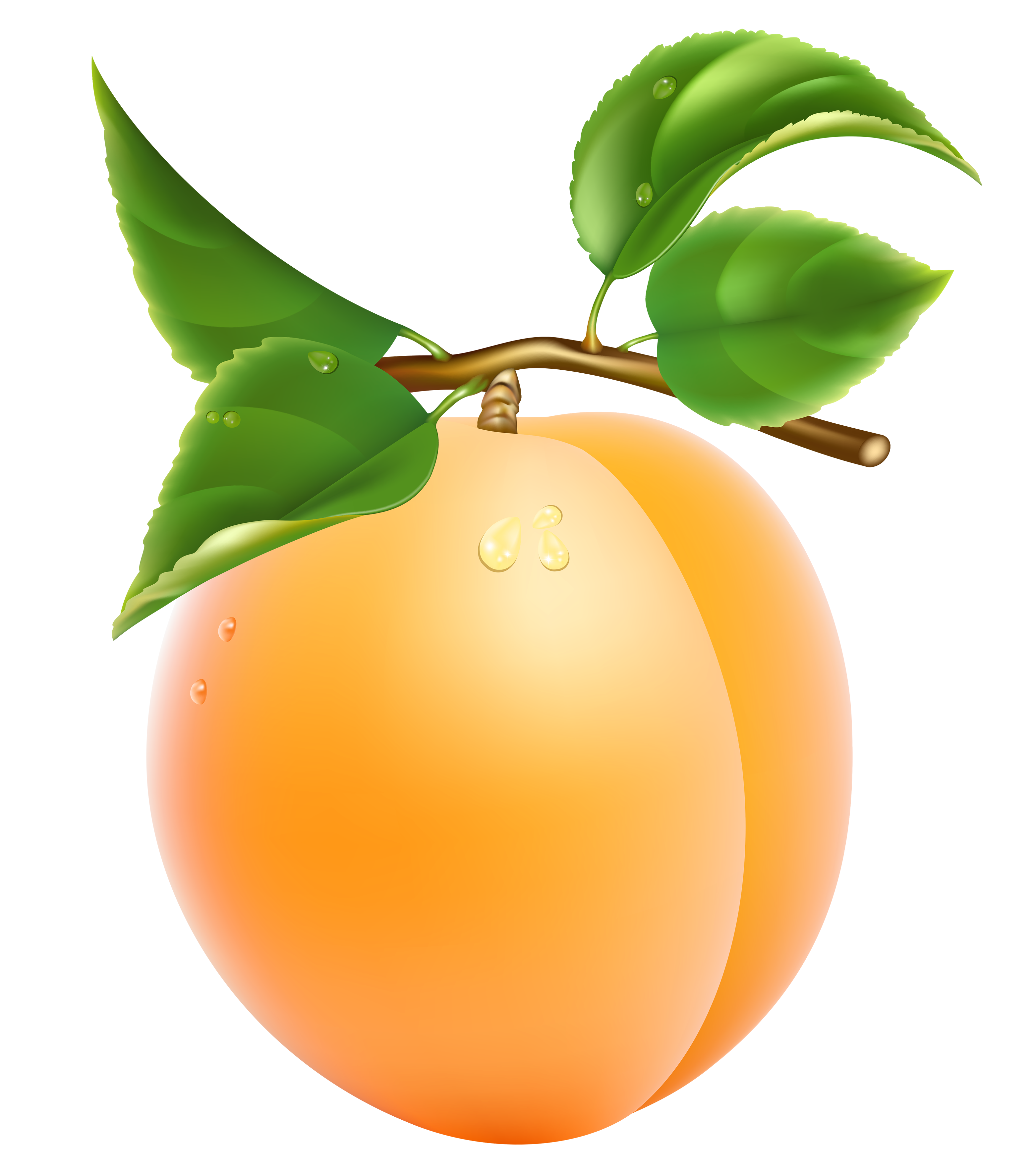 Apricot PNG images