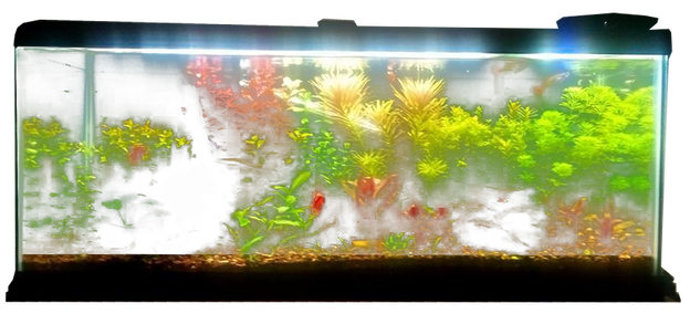 Aquarium PNG images 