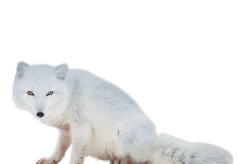 Arctic fox PNG images
