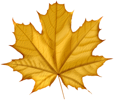 maple PNG leaf