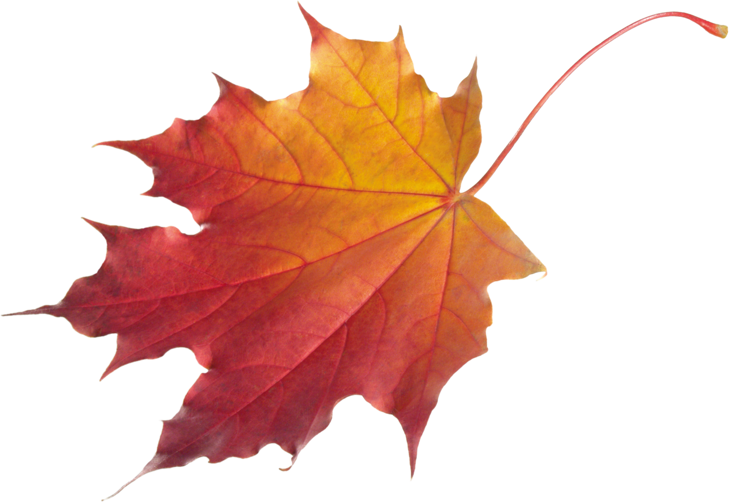Autumn PNG Leaf