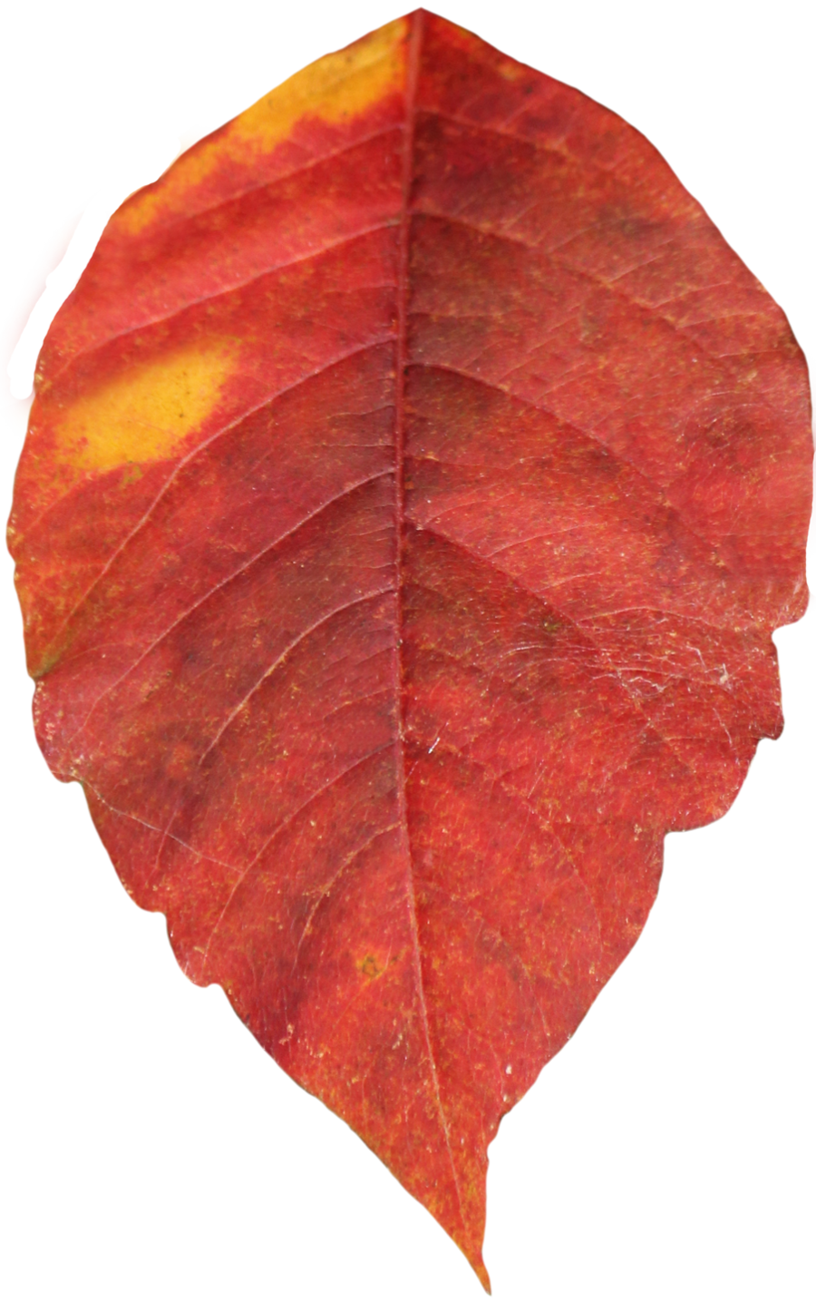 red Autumn leaves PNG images