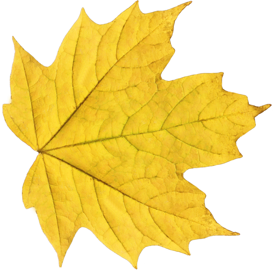 yellow Autumn leaves PNG images