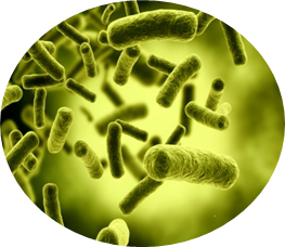 Bacteria PNG images Download 