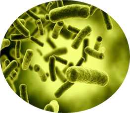 Bacteria PNG