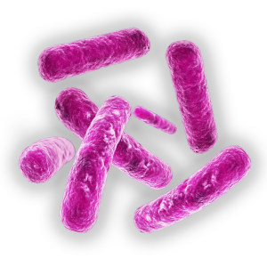 Bacteria PNG