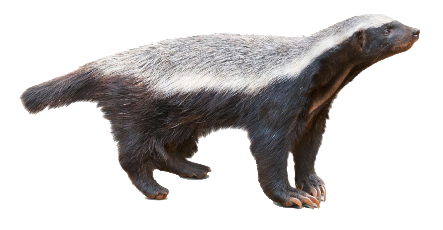 badger-png