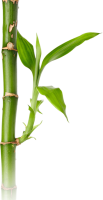 Bambú PNG