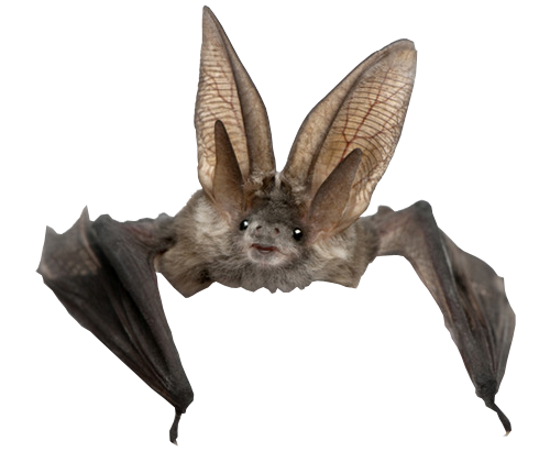 Bat PNG