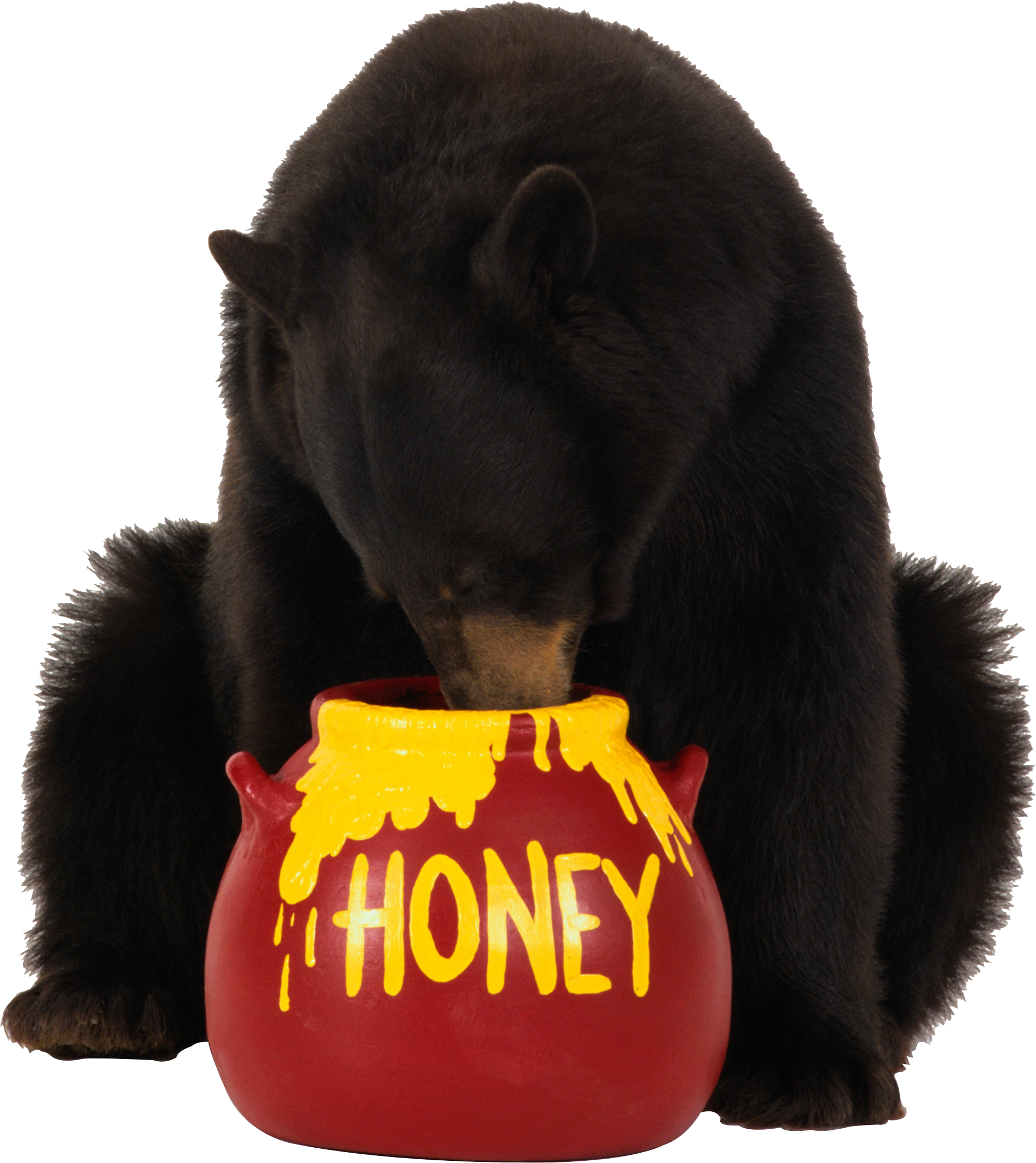 brown bear eats honey PNG image