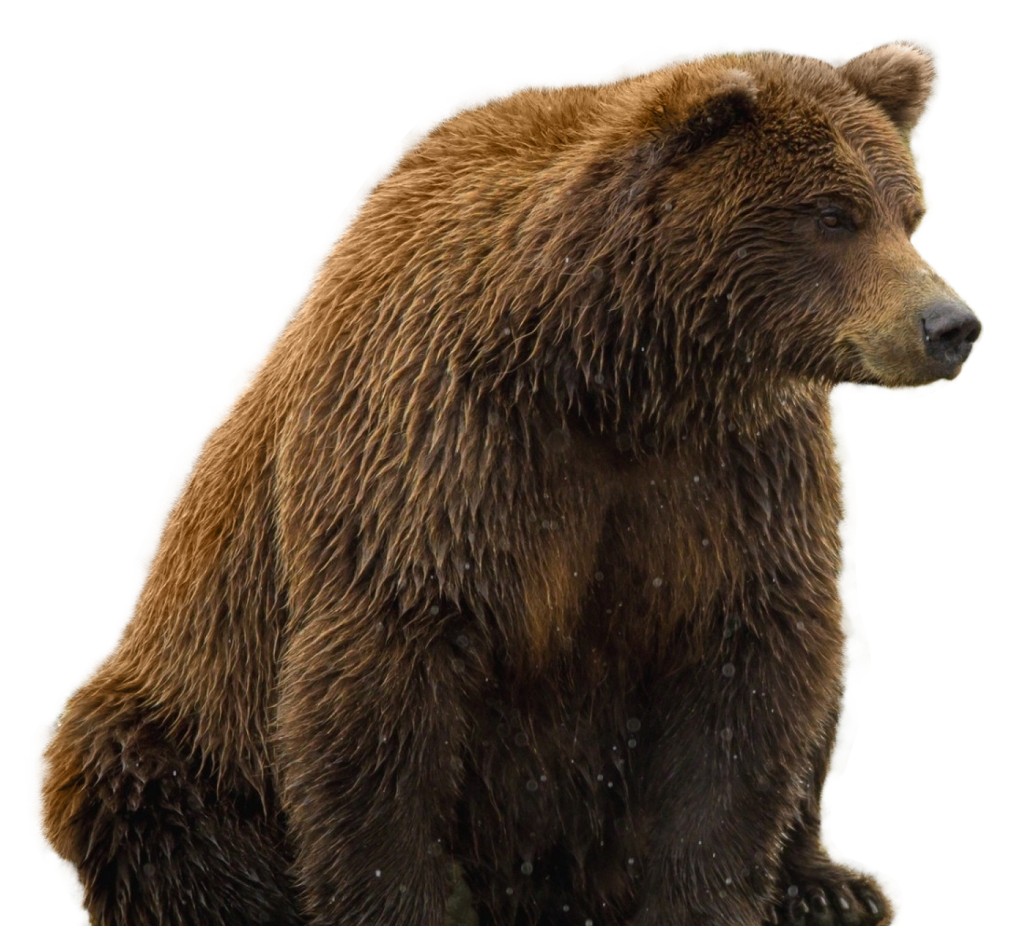 bear PNG