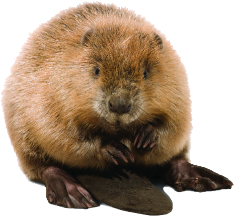 beaver_PNG2.png