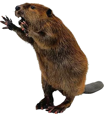 Beaver PNG