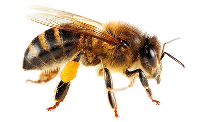 Abeja PNG