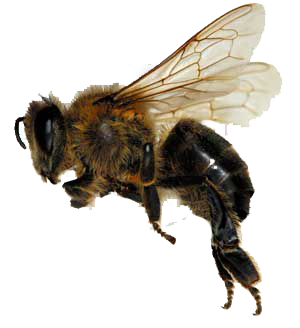 Abeja PNG