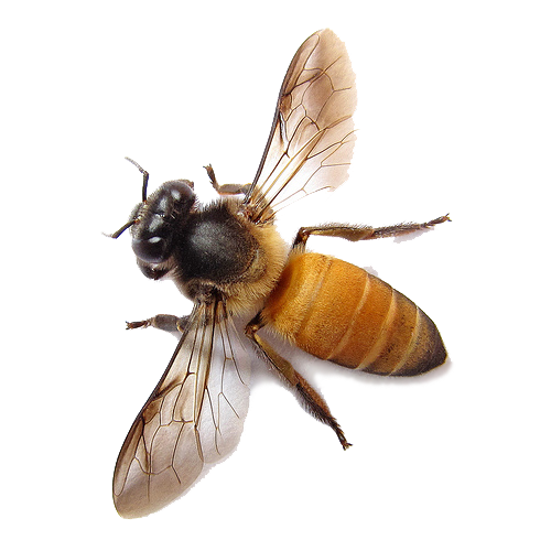 Bee PNG images 