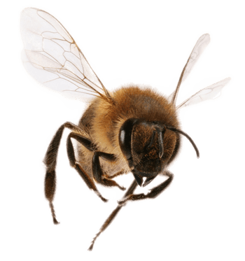 bee honey transparent different pngimg pluspng kb freepngimg freeiconspng categories featured related