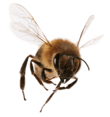 Abeja PNG