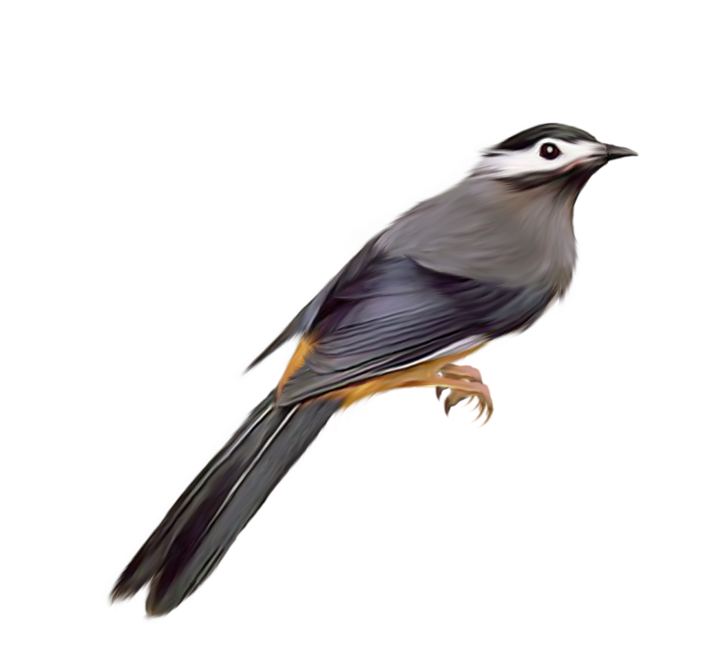 Bird PNG