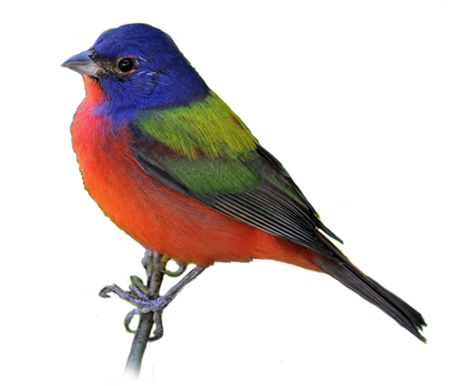 pájaro, ave PNG