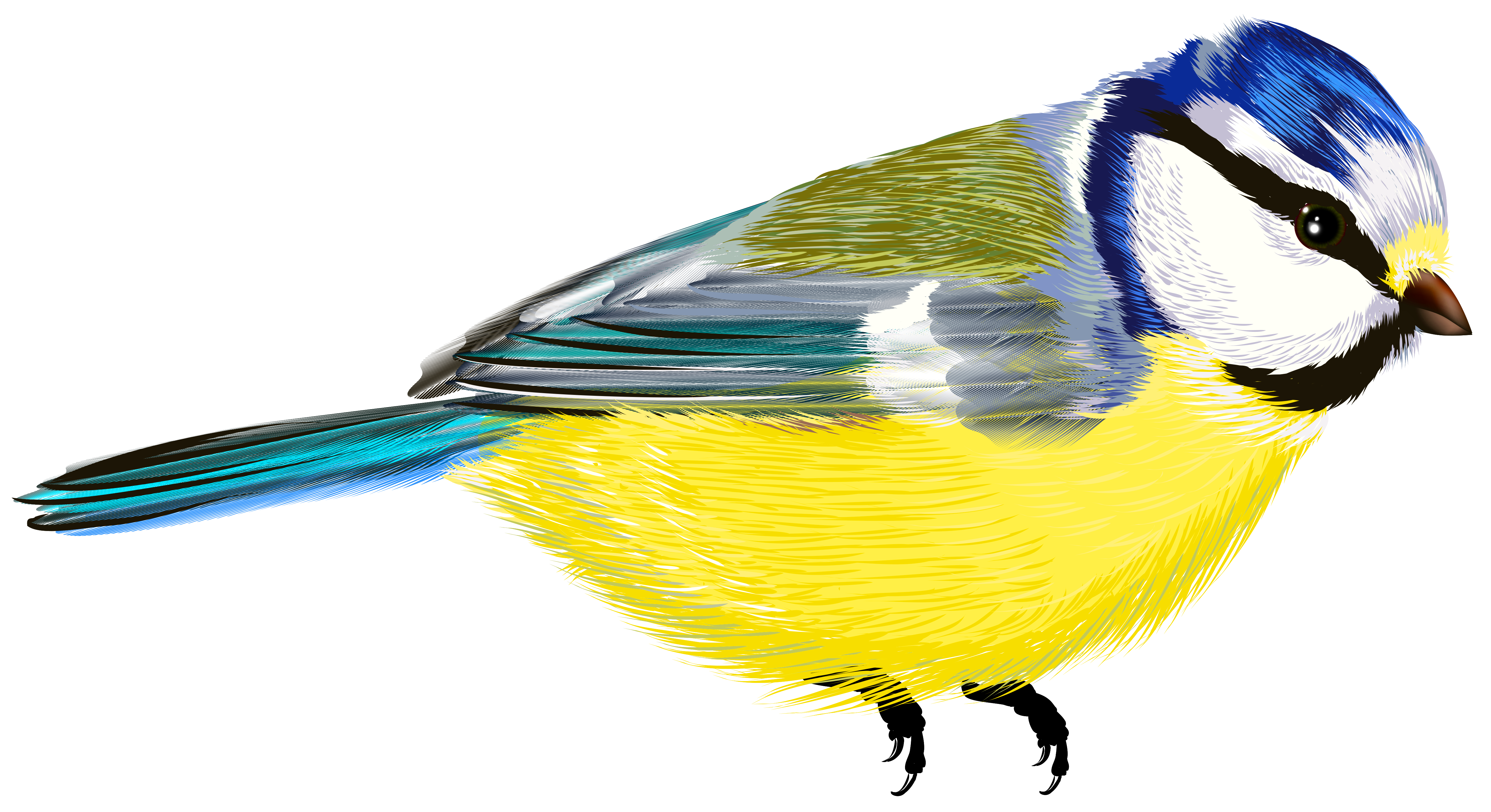 Birds PNG image free Download