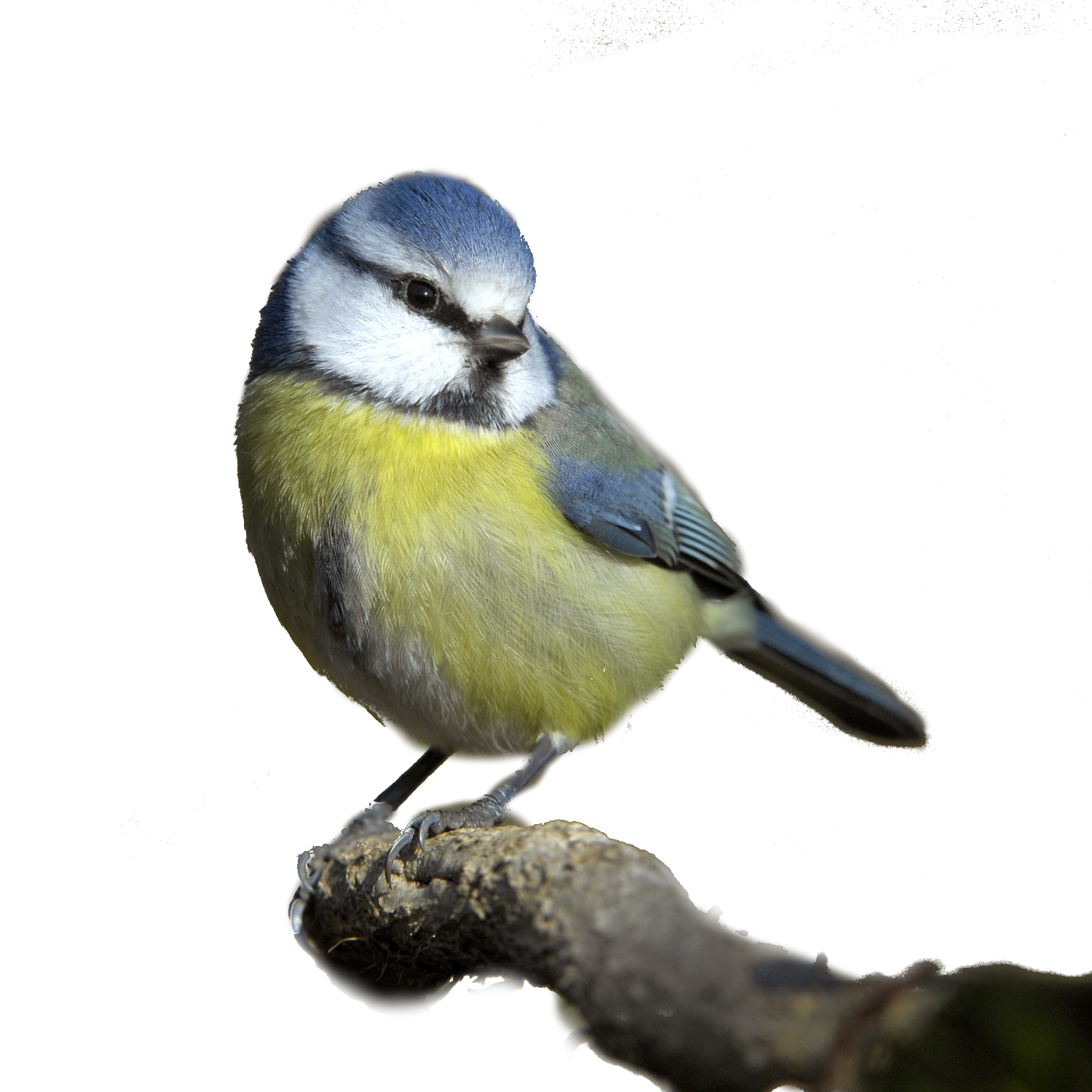 Birds PNG image free Download
