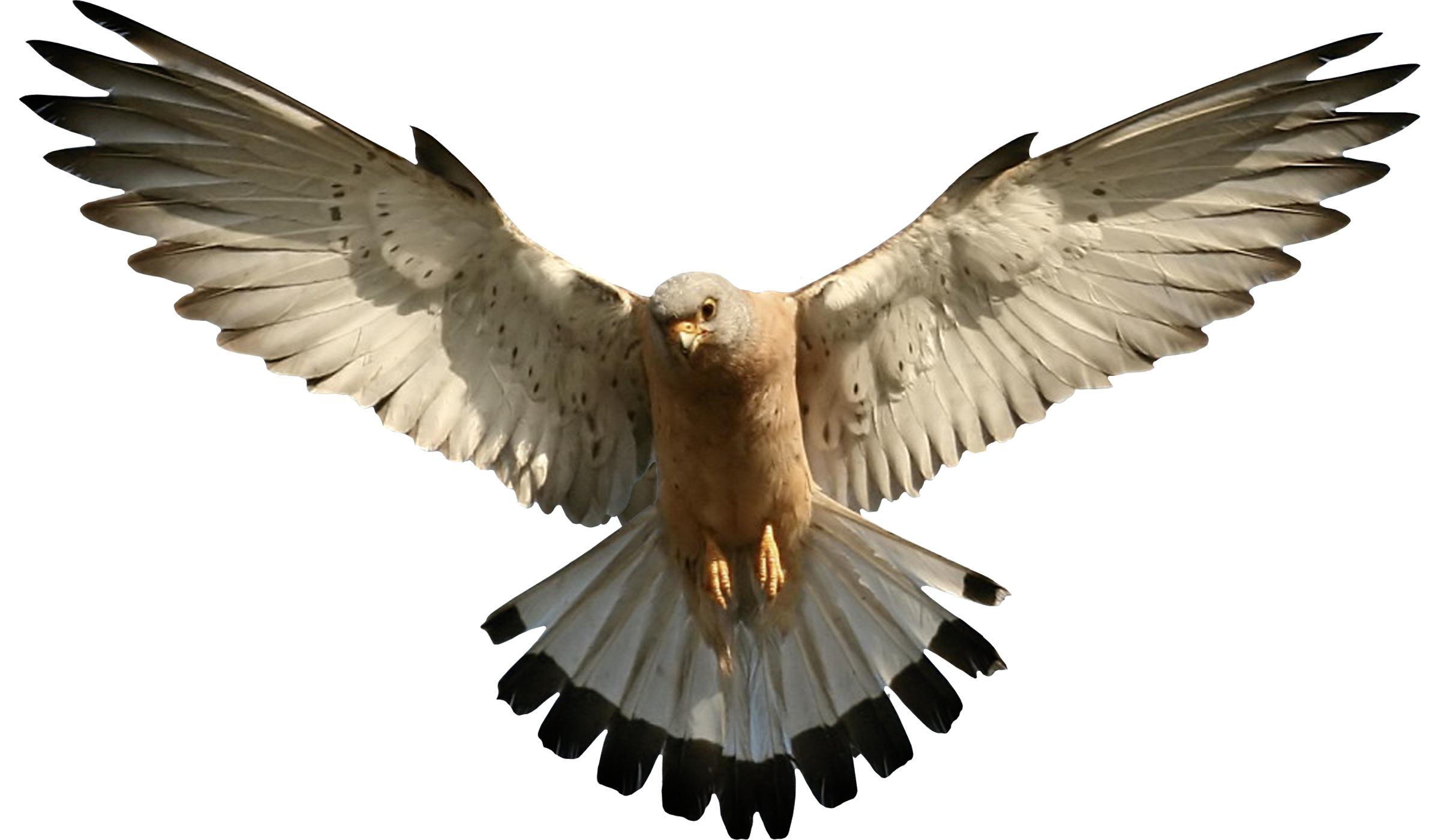 pájaro, ave PNG