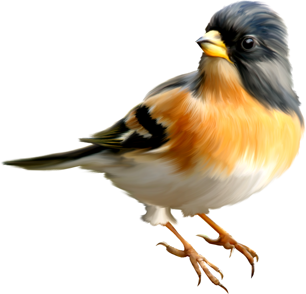 Bird PNG