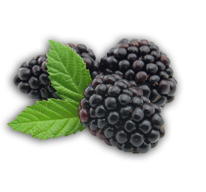 Blackberry PNG images