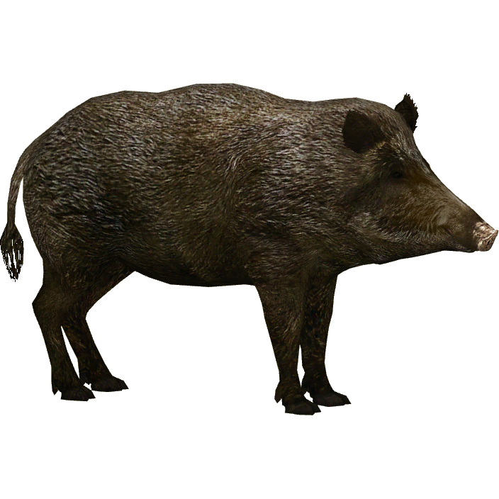 verraco PNG