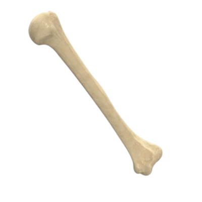 Bone PNG image free Download 