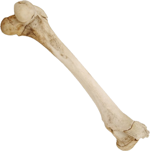 Bone PNG