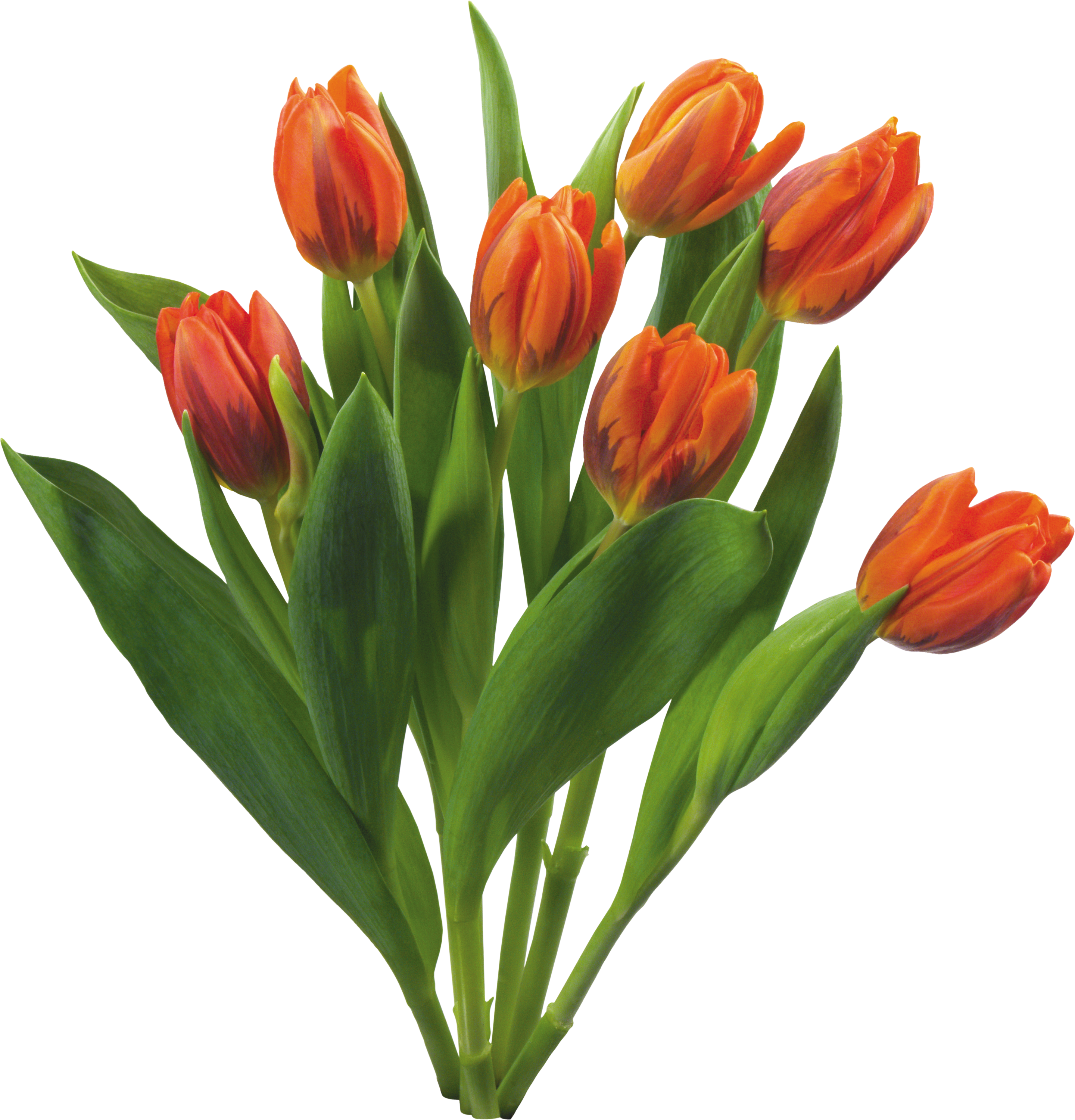 Bouquet of flowers PNG image free Download