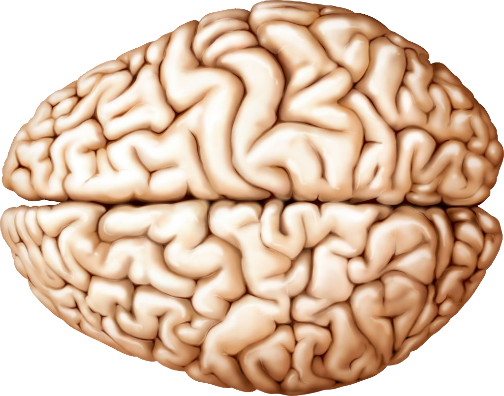 Мозг PNG