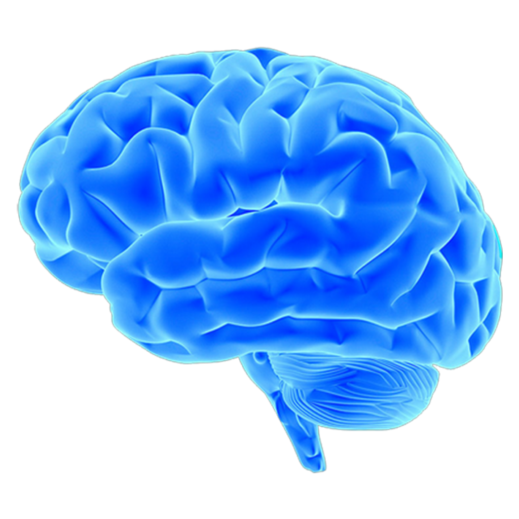 Brain Png Download : Large collections of hd transparent brain png