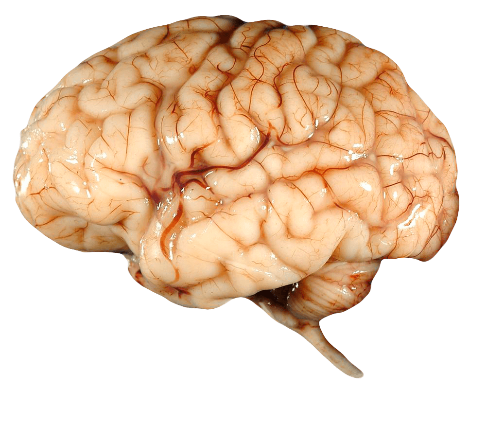 Cerebro PNG