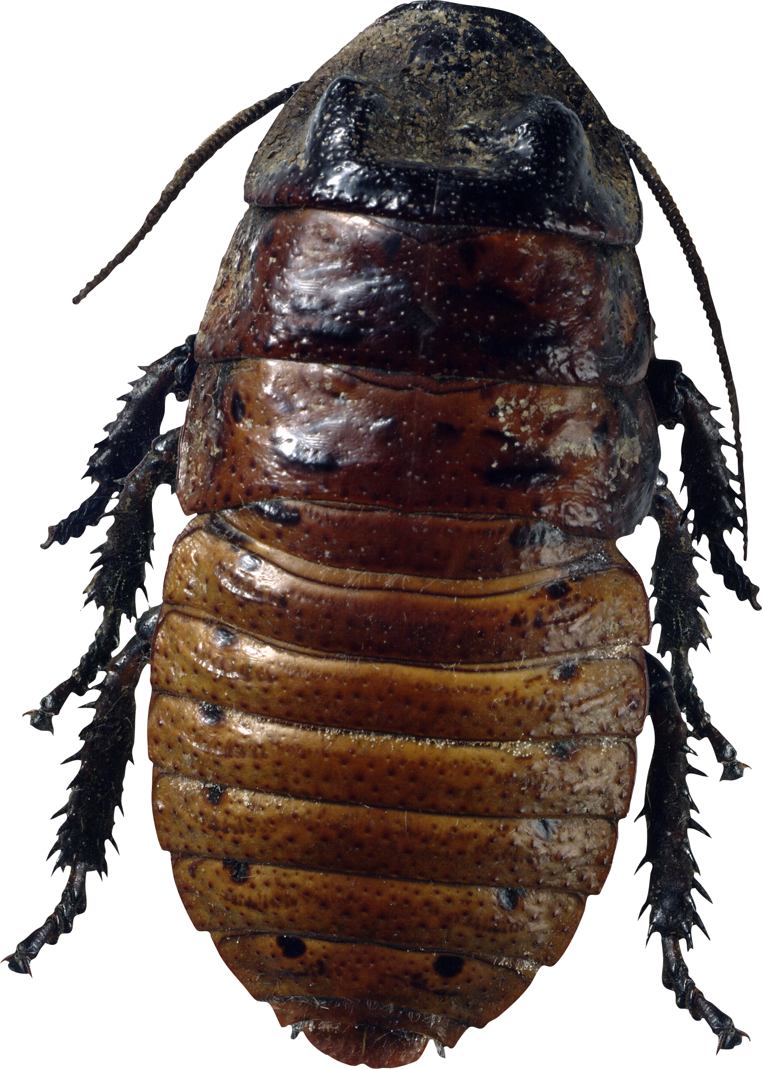 roach bug PNG image