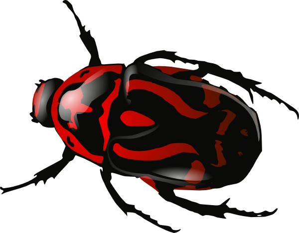 Insecto PNG