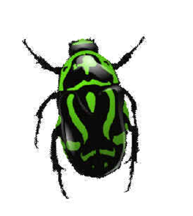 Insecto PNG