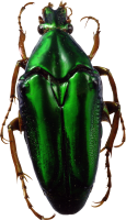 Insecto PNG