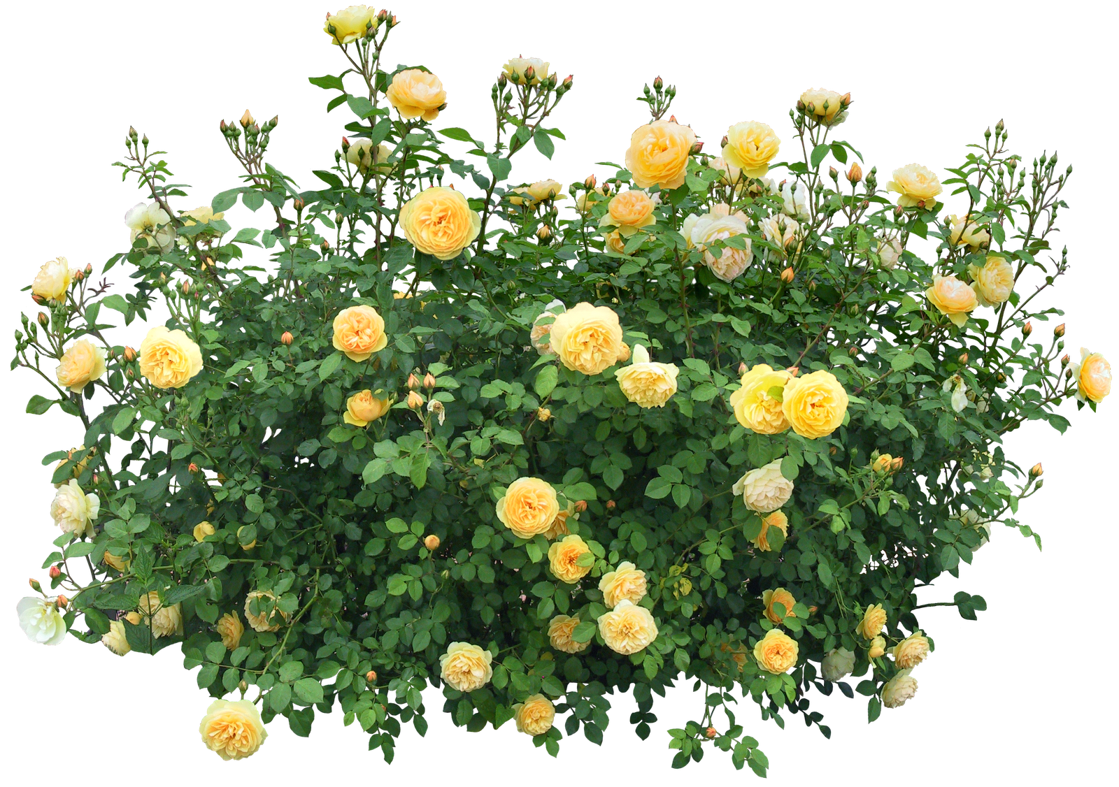 Bushes PNG images free download, bush PNG