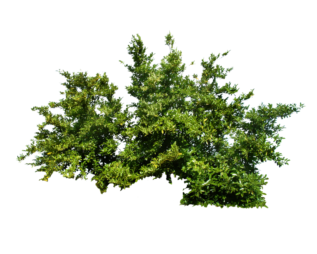 bush png image