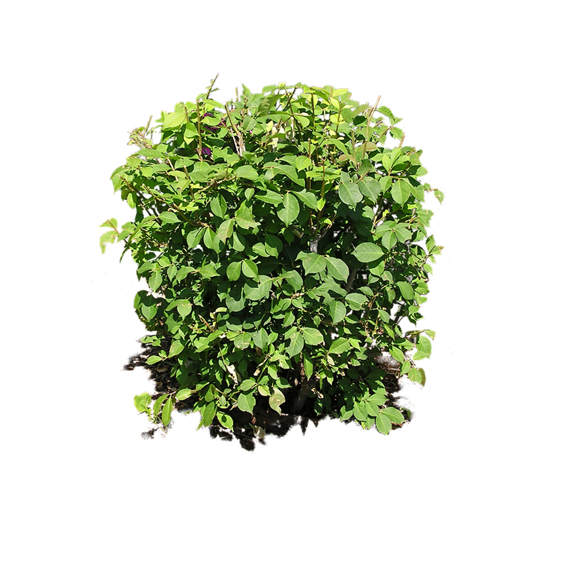 Bush plant PNG image